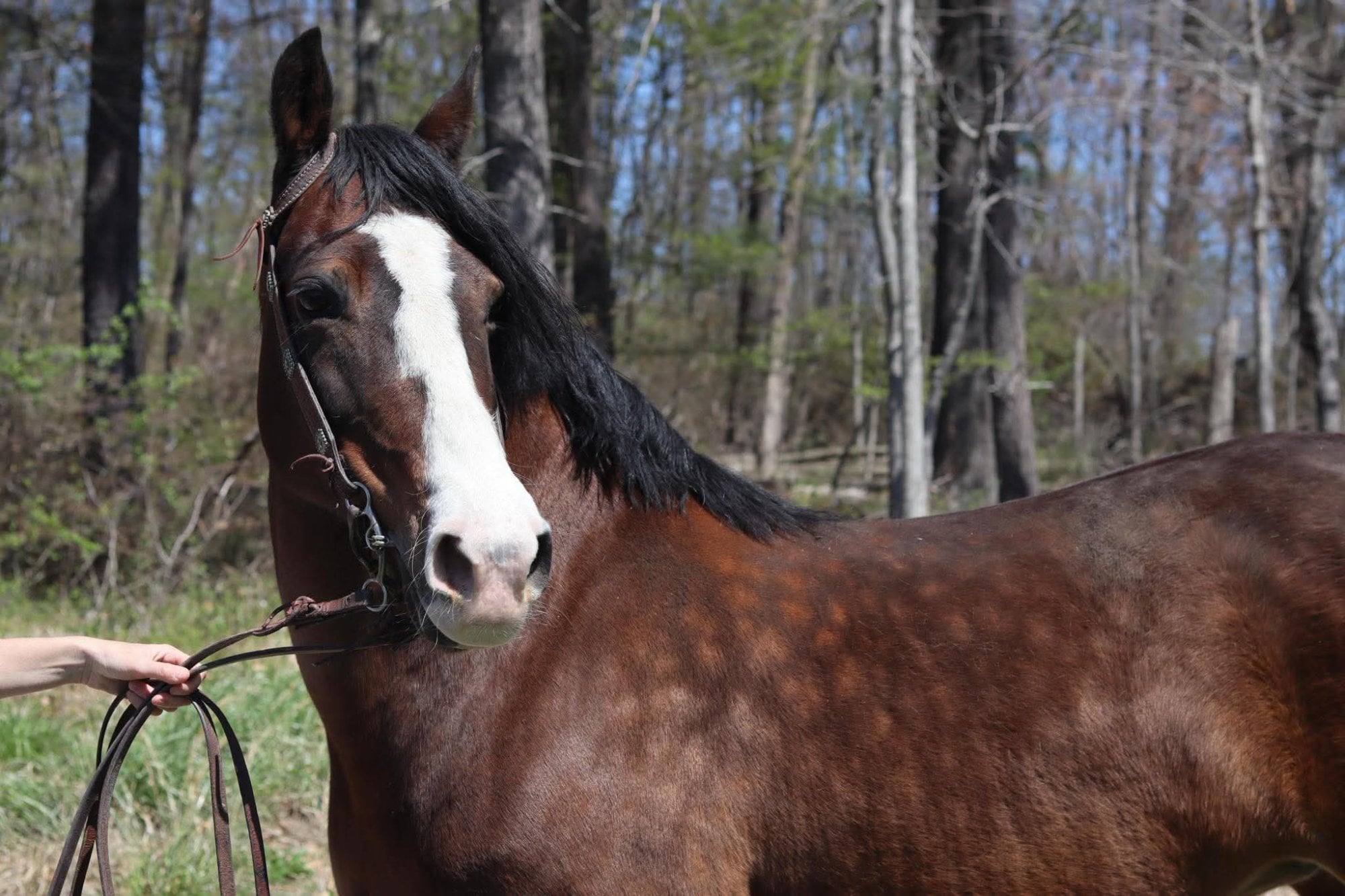 Athena — Jen's horse