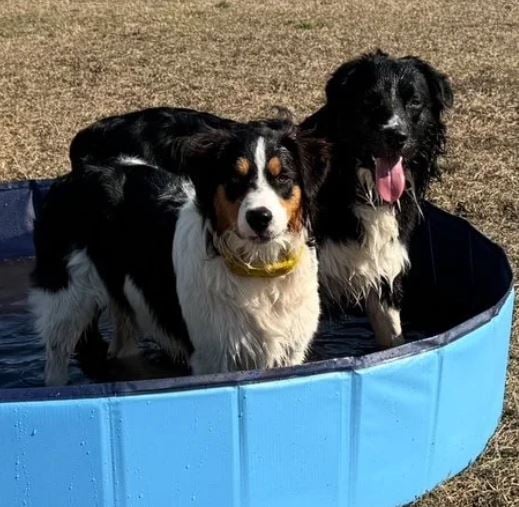 Piper and Bear — Jen's dogs