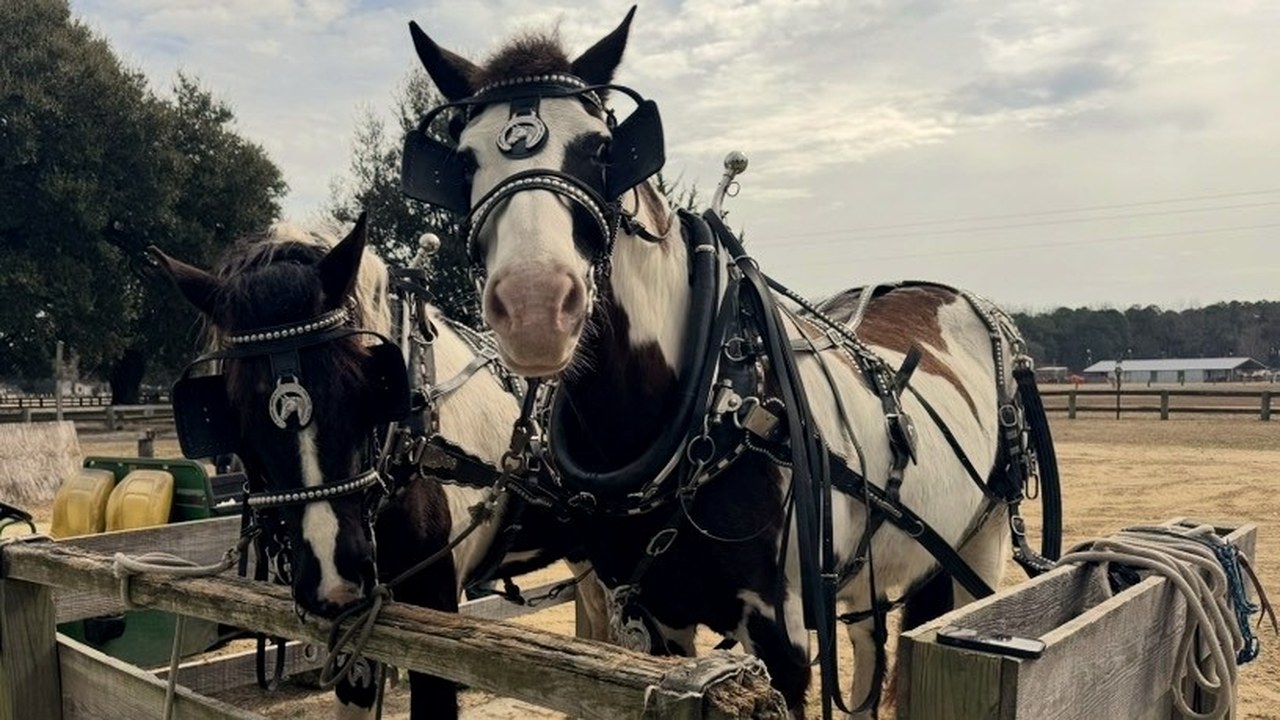 How Equine and Pet Businesses Can Build a Content Strategy That Actually Converts
